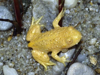 Gelbbauchunke Jungtier 1 Foto W. Willner