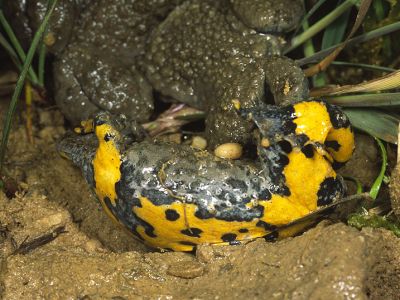 Gelbbauchunke (Bombina variegata) Sandgrube bei Neustadt an der Donau Juni 2005