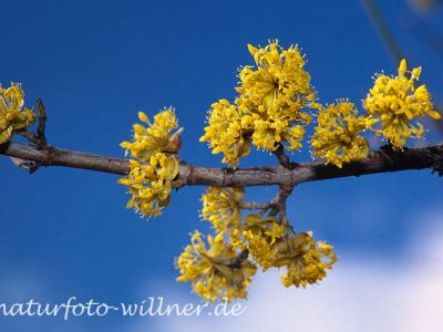 Gelber Hartriegel Cornus mas Foto W. Willner-15-2