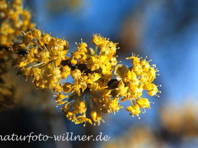 Gelber Hartriegel Cornus mas Foto W. Willner-16-2