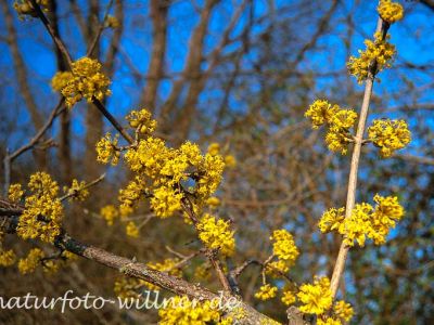 Gelber Hartriegel Cornus mas Foto W. Willner-19
