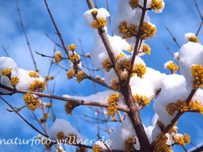 Gelber Hartriegel Cornus mas Foto W. Willner-2-2