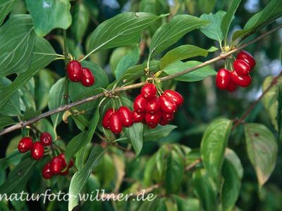 Gelber Hartriegel Cornus mas Foto W. Willner-2