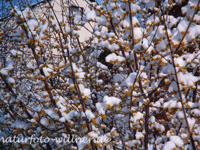 Gelber Hartriegel Cornus mas Foto W. Willner-3-2