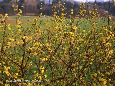 Gelber Hartriegel Cornus mas Foto W. Willner-337