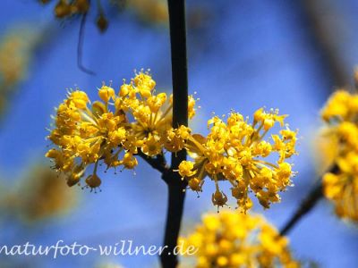 Gelber Hartriegel Cornus mas Foto W. Willner-5-2