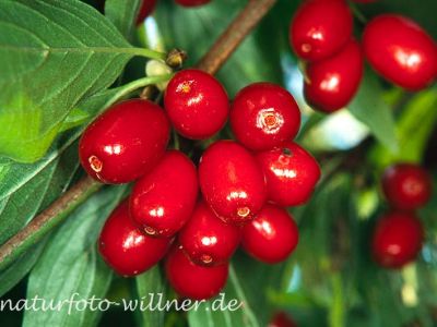Gelber Hartriegel Cornus mas Foto W. Willner-5