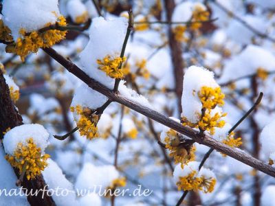 Gelber Hartriegel Cornus mas Foto W. Willner-6-2