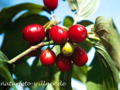 Gelber Hartriegel Cornus mas Foto W. Willner-8