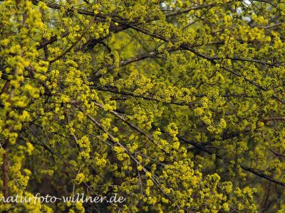 Gelber Hartriegel Cornus mas Foto Wolfgang Willner Naturfoto-134
