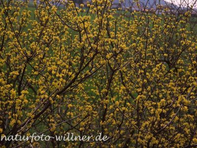 Gelber Hartriegel Cornus mas Foto Wolfgang Willner Naturfoto-2-2