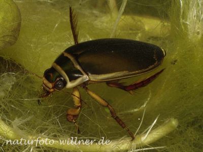 Gelbrandkäfer Foto W. Willner3