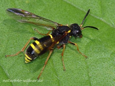 Gelbschwarze-BlattwespeTenthredo-vespa-Foto-W.-Will