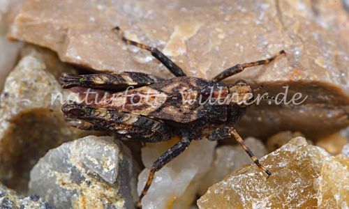 Gemeine Dornschrecke Crau Tetrix undulata Foto W. Willner 48