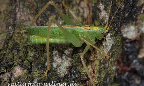 Gemeine Eichenschrecke (Meconema thalassinum) Foto W. Willner-5