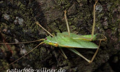 Gemeine Eichenschrecke (Meconema thalassinum) Foto W. Willner