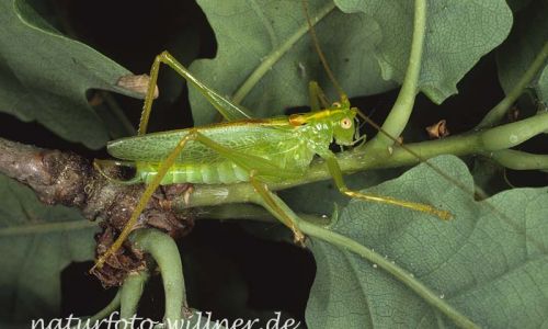 Gemeine Eichenschrecke (Meconema thalassium) 15 Foto W. Willner