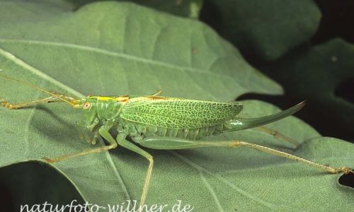 Gemeine Eichenschrecke (Meconema thalassium) 8 Foto W. Willner