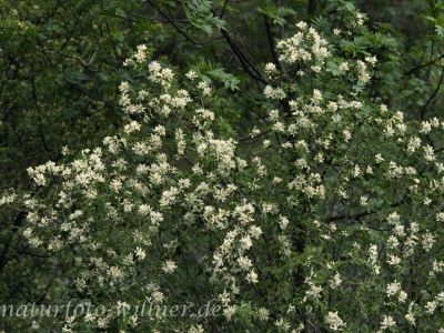 Gemeine Felsenbirne (Amelanchier ovalis)