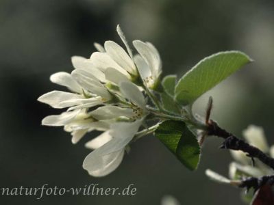 Gemeine Felsenbirne (Amelanchier ovalis)