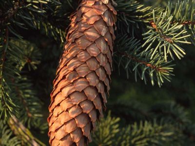 Gemeine Fichte (Picea abies)