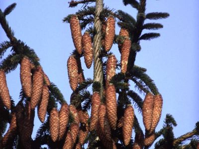 Gemeine Fichte (Picea abies)