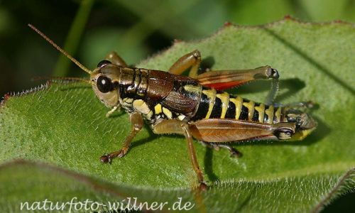 Gemeine Gebirgsschrecke 1 Foto W. Willner