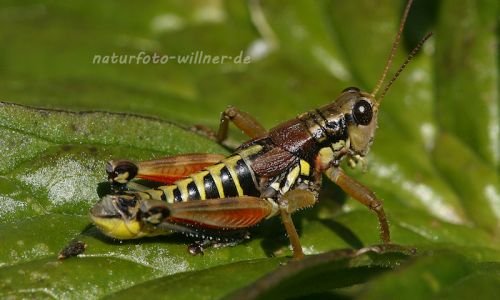 Gemeine GebirgsschreckeNaturfoto Willner Gemeine Gebirgsschrecke
