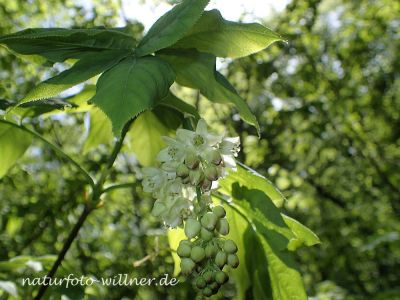 Gemeine Pimpernuss (Staphylea pinnata) Foto W. Willner P5020066