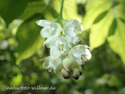 Gemeine Pimpernuss (Staphylea pinnata) Foto W. Willner P5020068