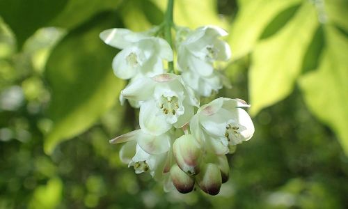 Gemeine Pimpernuss (Staphylea pinnata) Foto W. Willner P5020068
