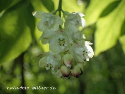 Gemeine Pimpernuss (Staphylea pinnata) Foto W. Willner P5020071