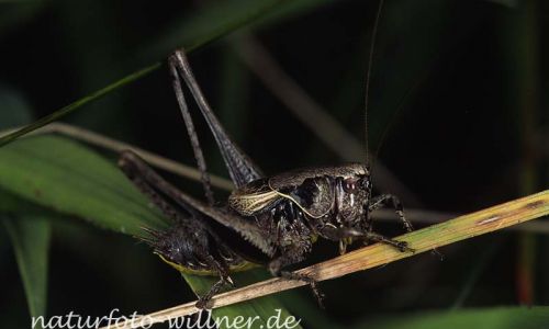 Gemeine Strauchschrecke (Pholidoptera griseoaptera)