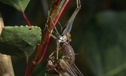 Gemeine Strauchschrecke (Pholidoptera griseoaptera)