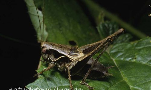 Gemeine Strauchschrecke (Pholidoptera griseoaptera)