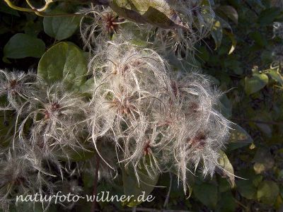Gemeine Waldrebe (Clematis vitalba) Foto W. Willner13