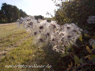 Gemeine Waldrebe (Clematis vitalba) Foto W. Willner16