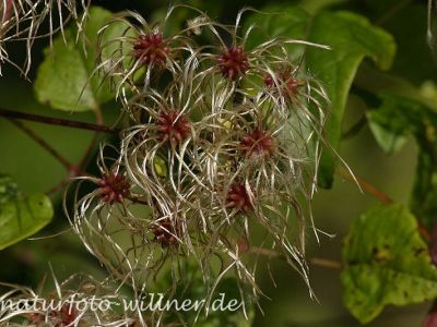 Gemeine Waldrebe (Clematis vitalba) Foto W. Willner19