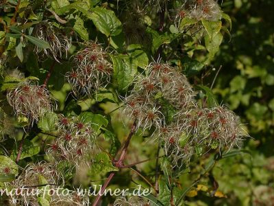 Gemeine Waldrebe (Clematis vitalba) Foto W. Willner20