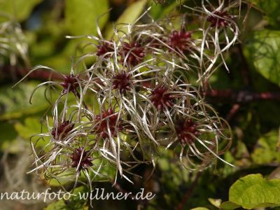 Gemeine Waldrebe (Clematis vitalba) Foto W. Willner22