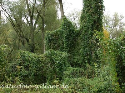 Gemeine Waldrebe (Clematis vitalba) Foto W. Willner25