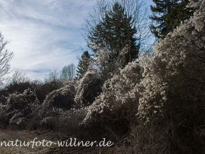 Gemeine Waldrebe (Clematis vitalba) Foto W. Willner27