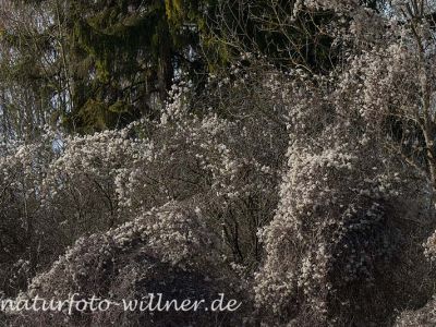 Gemeine Waldrebe (Clematis vitalba) Foto W. Willner29