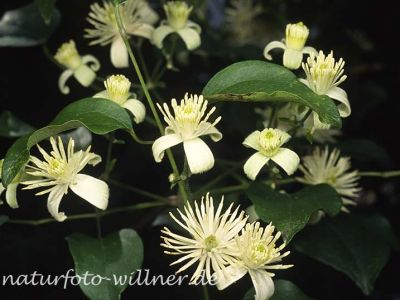 Gemeine Waldrebe (Clematis vitalba)