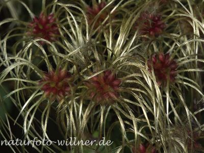 Gemeine Waldrebe (Clematis vitalba)