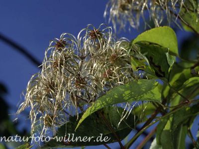 Gemeine Waldrebe (Clematis vitalba)