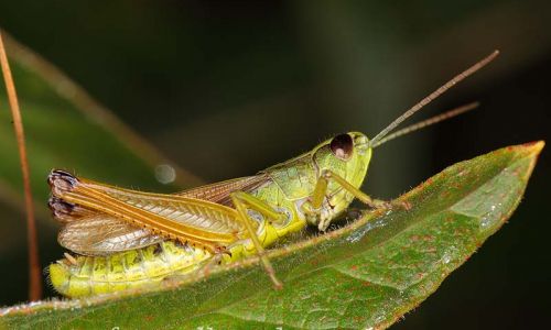 Gemeiner Grashüpfer (Chorthippus parallelus) Foto W. Willner-2