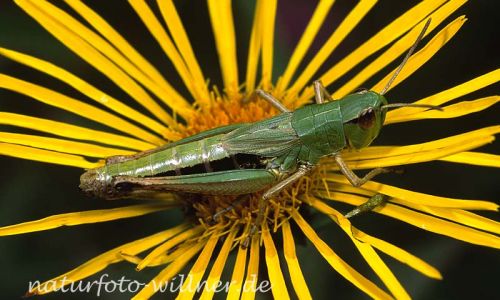 Gemeiner Grashüpfer (Chorthippus parallelus) Foto W. Willner-7