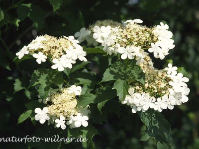Gemeiner Schneeball (Viburnum opulus)