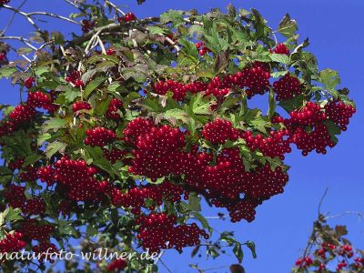 Gemeiner Schneeball (Viburnum opulus)